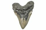 Fossil Megalodon Tooth - North Carolina #275547-1